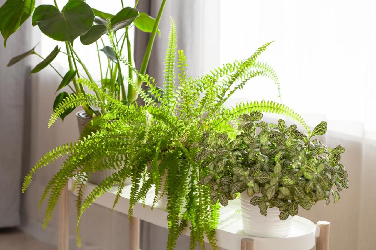 インテリアにも人気！美しいシダ植物［8選］と失敗しないケア方法【ガーデニング】（画像3）