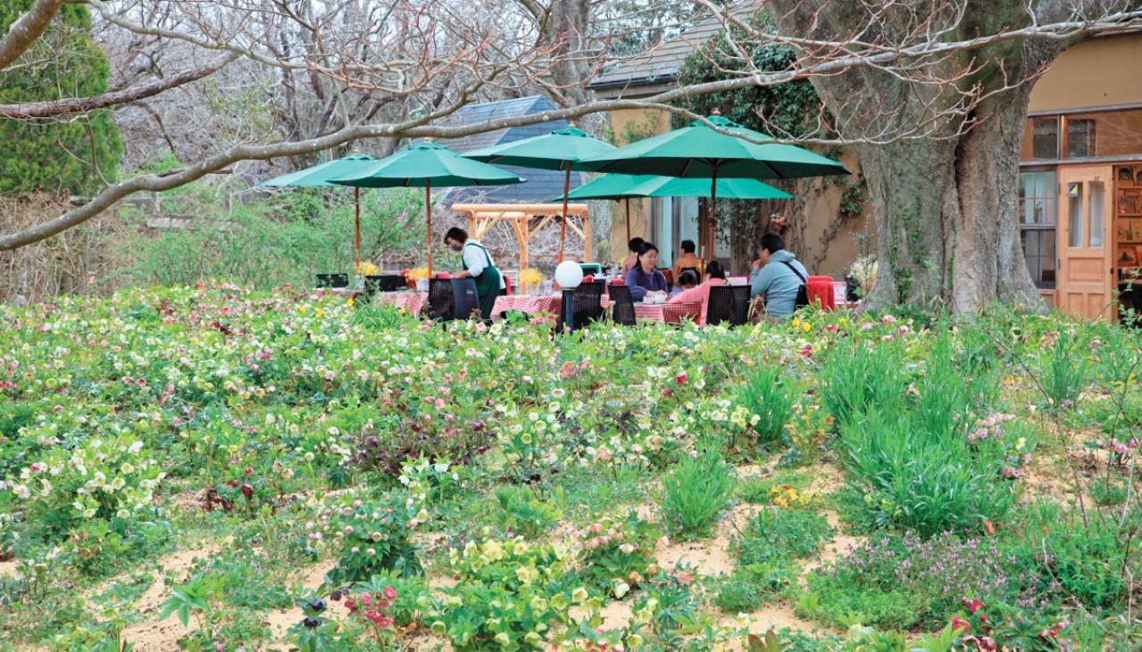 【クリスマスローズQ&A】初心者には地植えと鉢植え、どちらがおすすめ？ 原種系とハイブリッド種、どちらが育てやすい？（画像3）