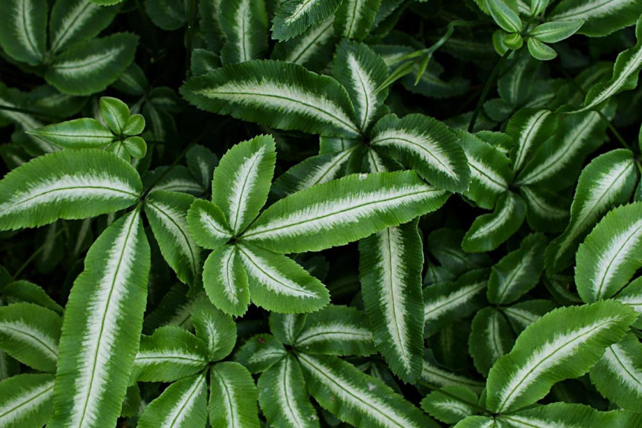 インテリアにも人気！美しいシダ植物［8選］と失敗しないケア方法【ガーデニング】（画像6）