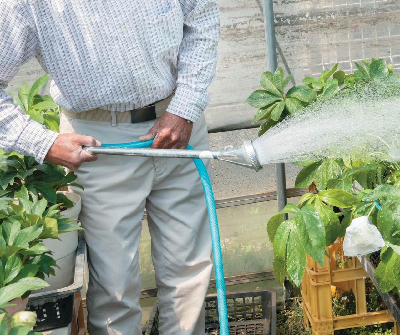 翌年以降も花を咲かせるために必見！【クリスマスローズ】植えつけ後の管理のポイント（画像2）