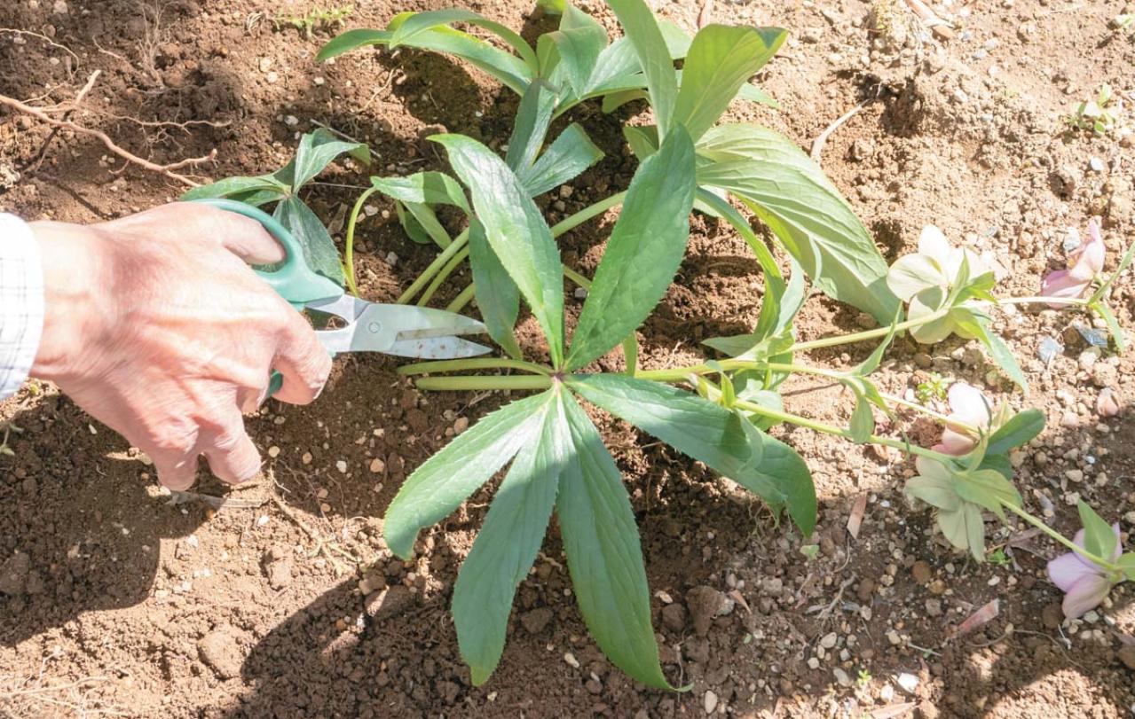 管理が楽！【クリスマスローズ】の開花株を地植えにするプロセスを大公開（画像18）