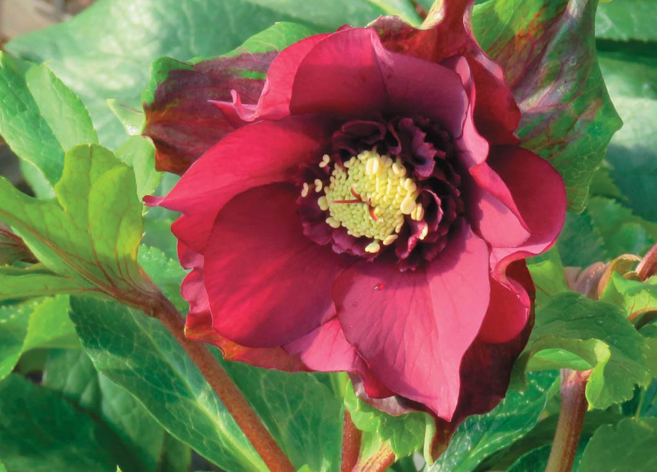 【クリスマスローズQ&A】初心者には地植えと鉢植え、どちらがおすすめ？ 原種系とハイブリッド種、どちらが育てやすい？（画像5）