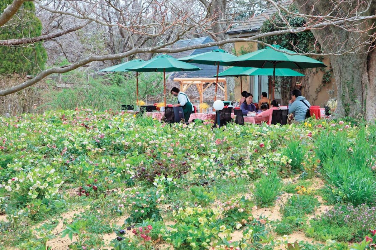 【クリスマスローズQ&A】初心者には地植えと鉢植え、どちらがおすすめ？ 原種系とハイブリッド種、どちらが育てやすい？