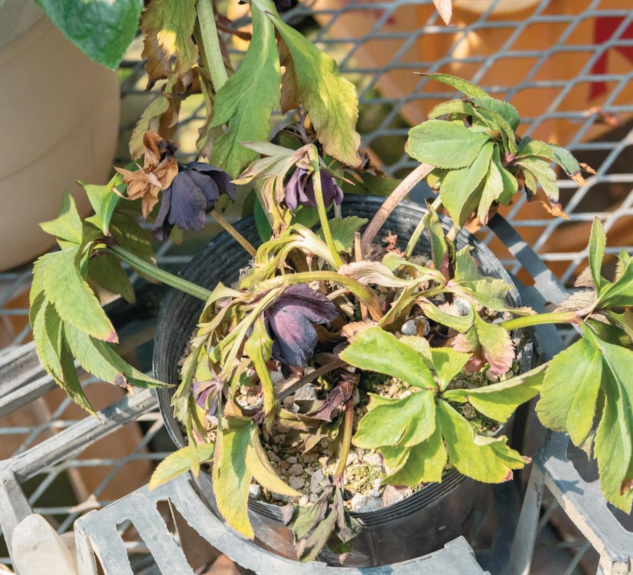 翌年以降も花を咲かせるために必見！【クリスマスローズ】植えつけ後の管理のポイント（画像4）