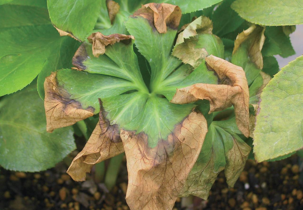 翌年以降も花を咲かせるために必見！【クリスマスローズ】植えつけ後の管理のポイント（画像11）