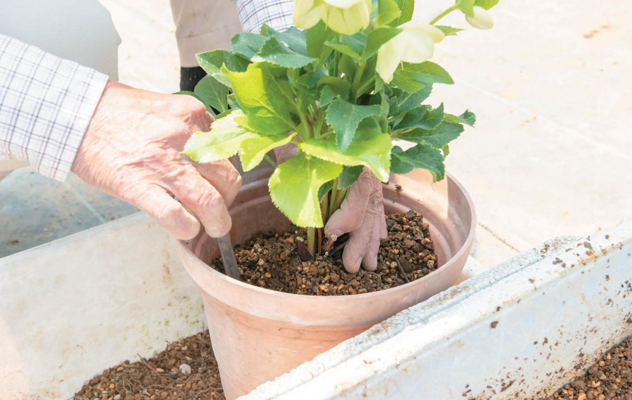 狭いスペースでもOK！ 鉢植えで育てる【クリスマスローズ】。開花株の植えつけ方は？（画像17）