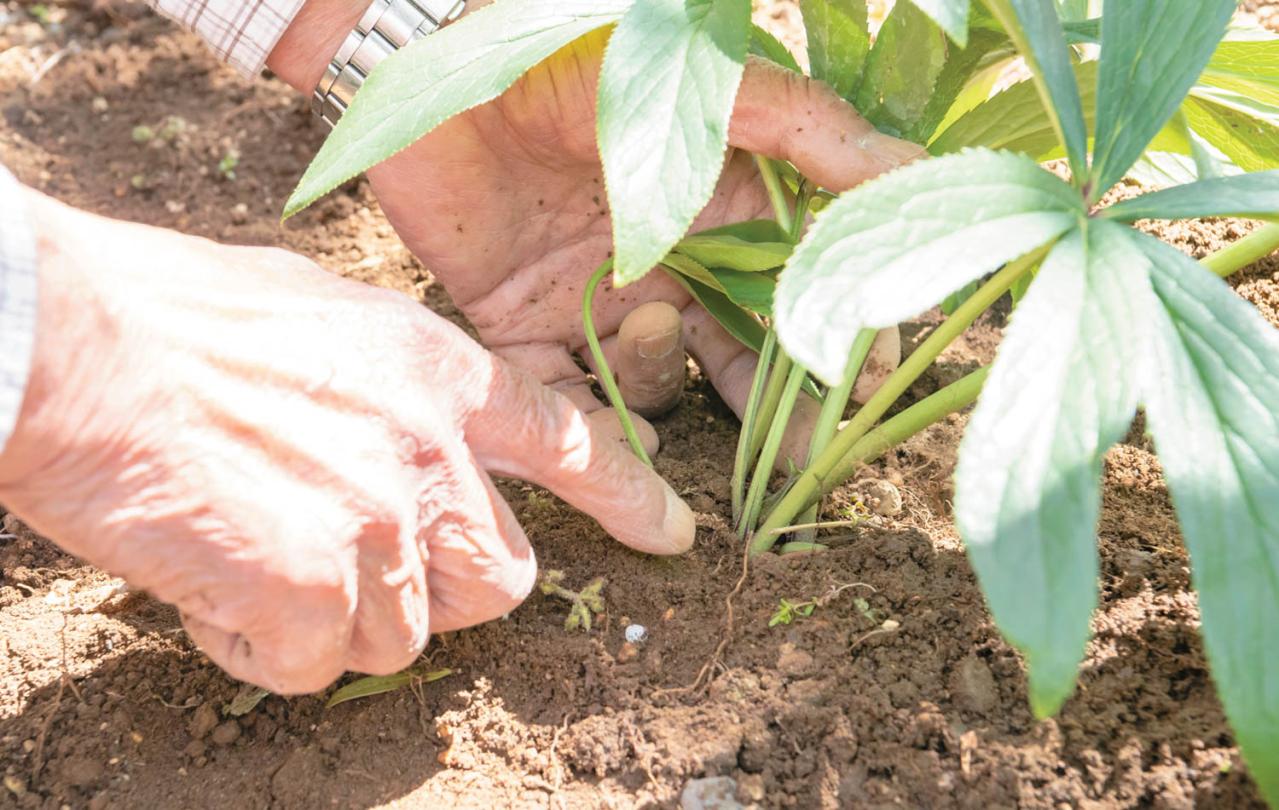 管理が楽！【クリスマスローズ】の開花株を地植えにするプロセスを大公開（画像17）