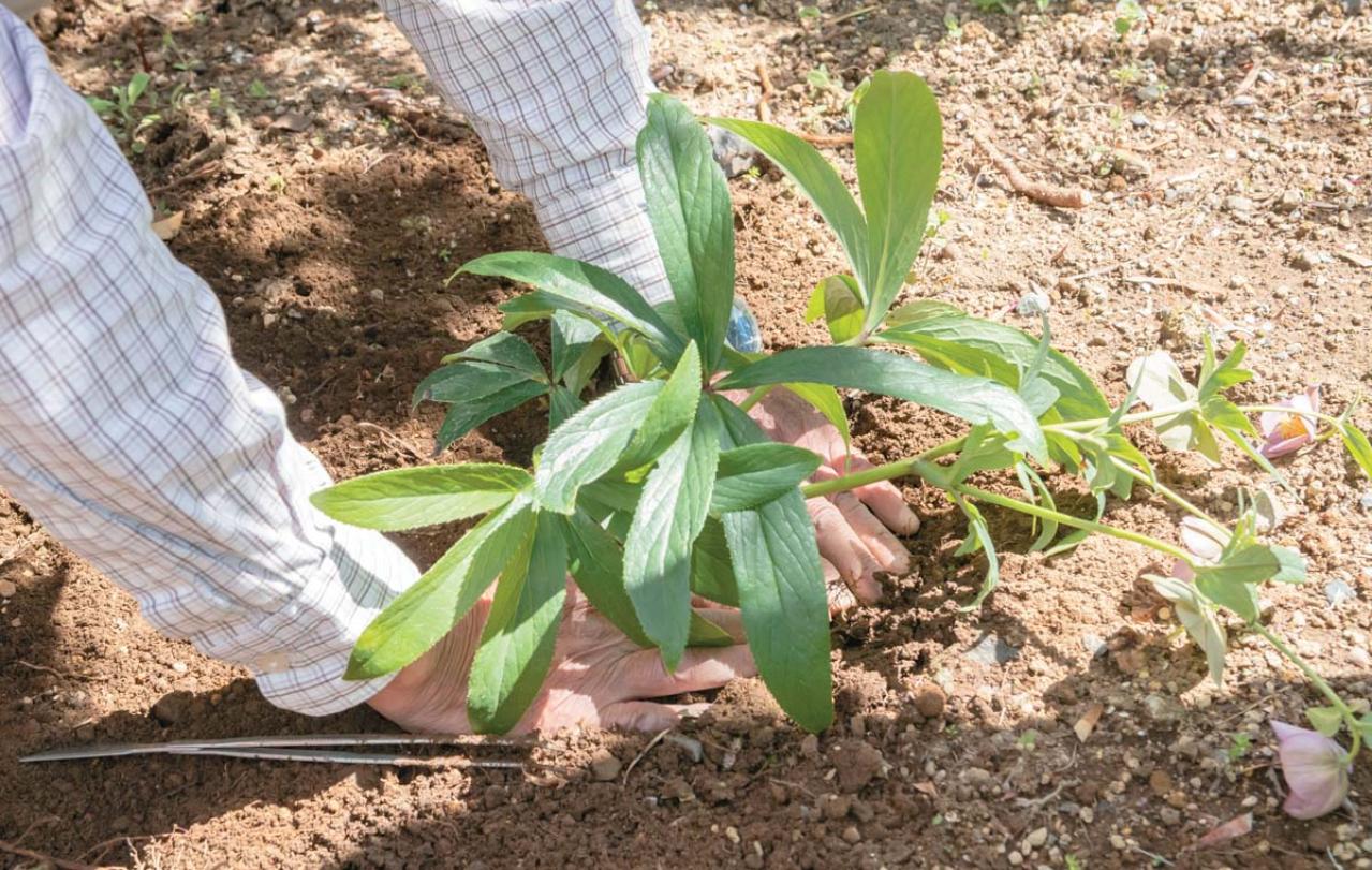 管理が楽！【クリスマスローズ】の開花株を地植えにするプロセスを大公開（画像16）