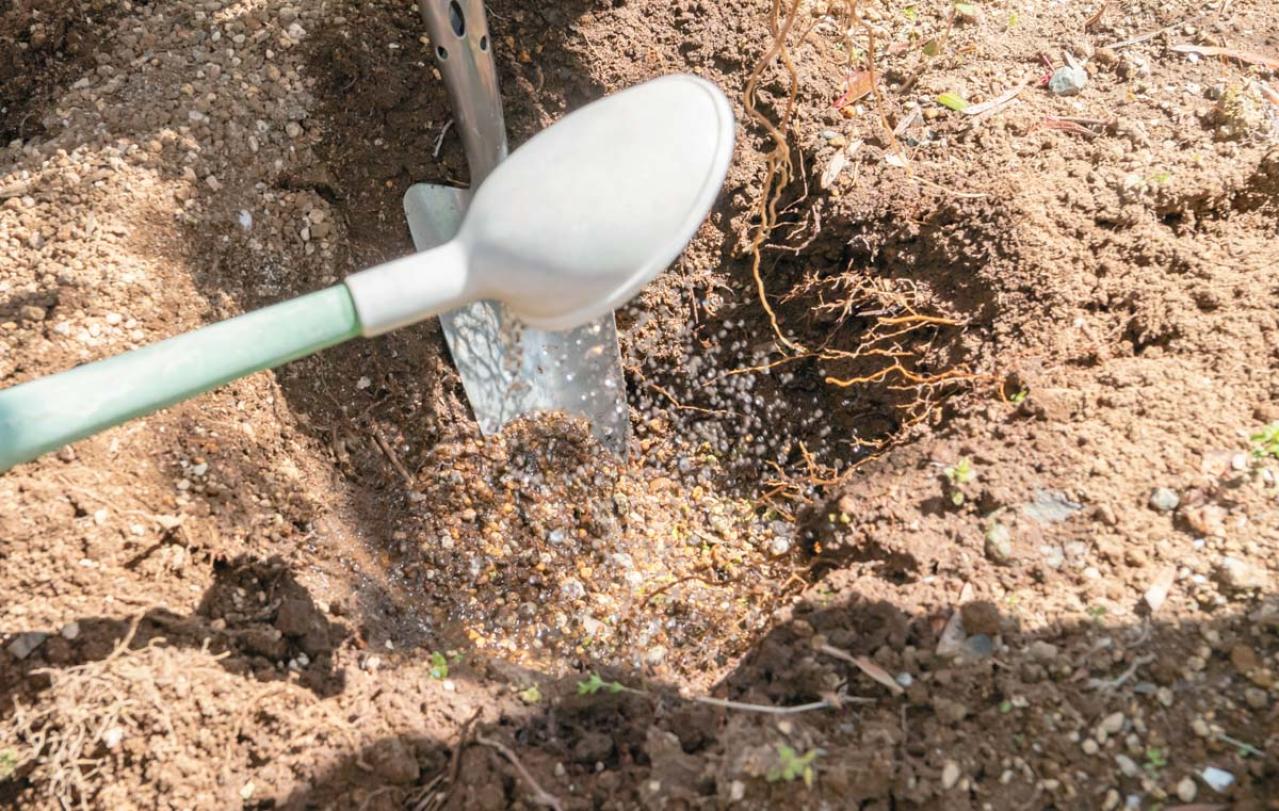 管理が楽！【クリスマスローズ】の開花株を地植えにするプロセスを大公開（画像12）