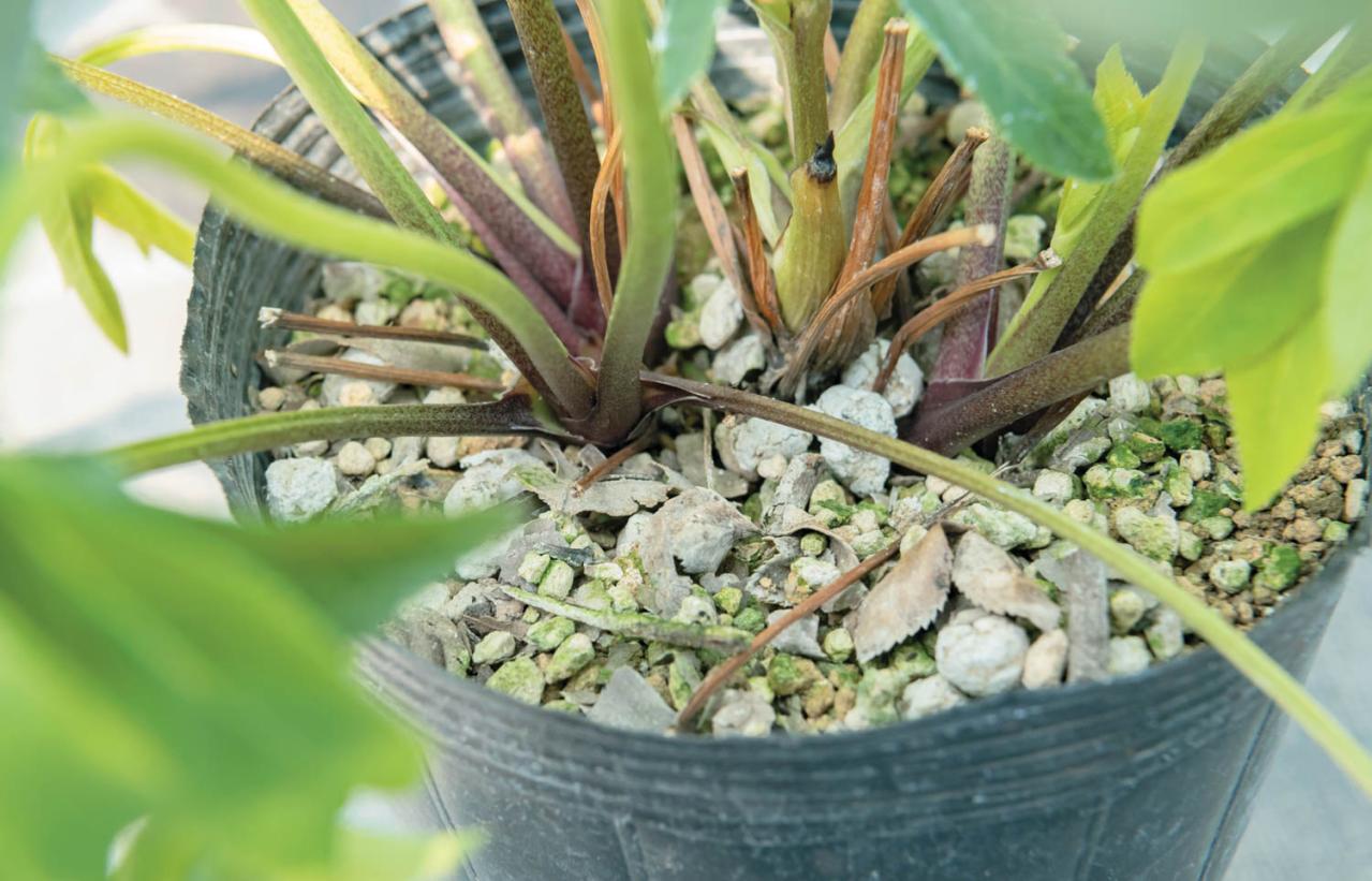 管理が楽！【クリスマスローズ】の開花株を地植えにするプロセスを大公開（画像3）