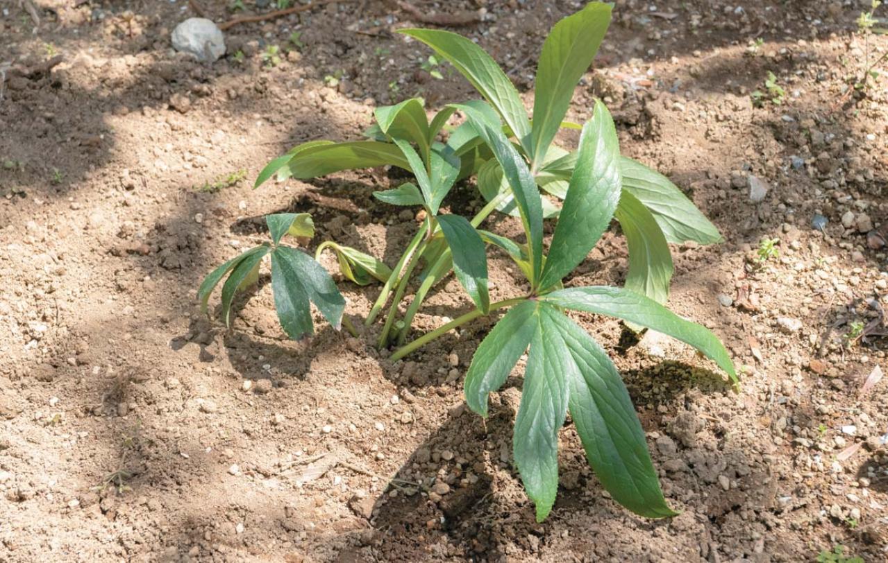 管理が楽！【クリスマスローズ】の開花株を地植えにするプロセスを大公開（画像19）