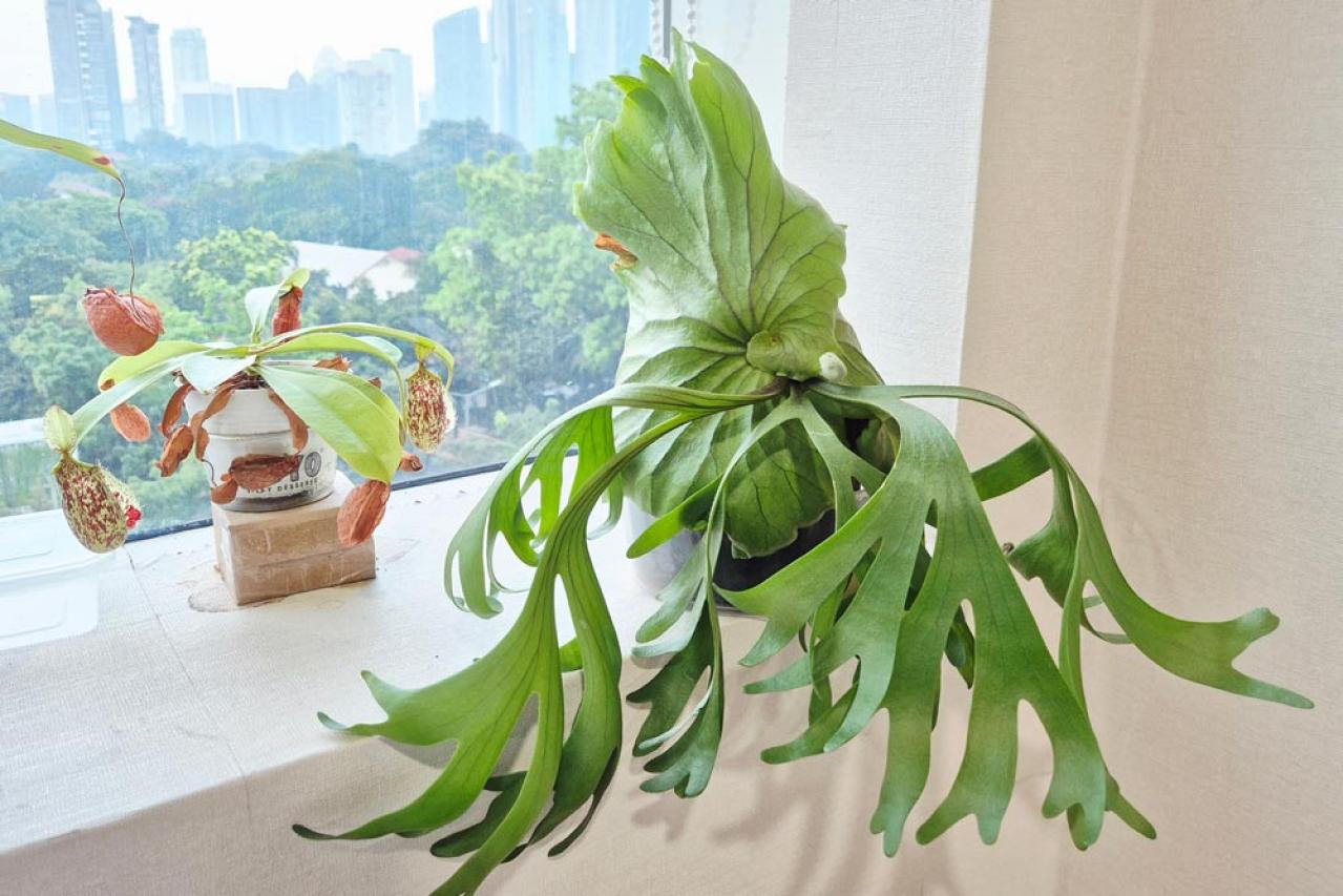 インテリアにも人気！美しいシダ植物［8選］と失敗しないケア方法【ガーデニング】（画像15）