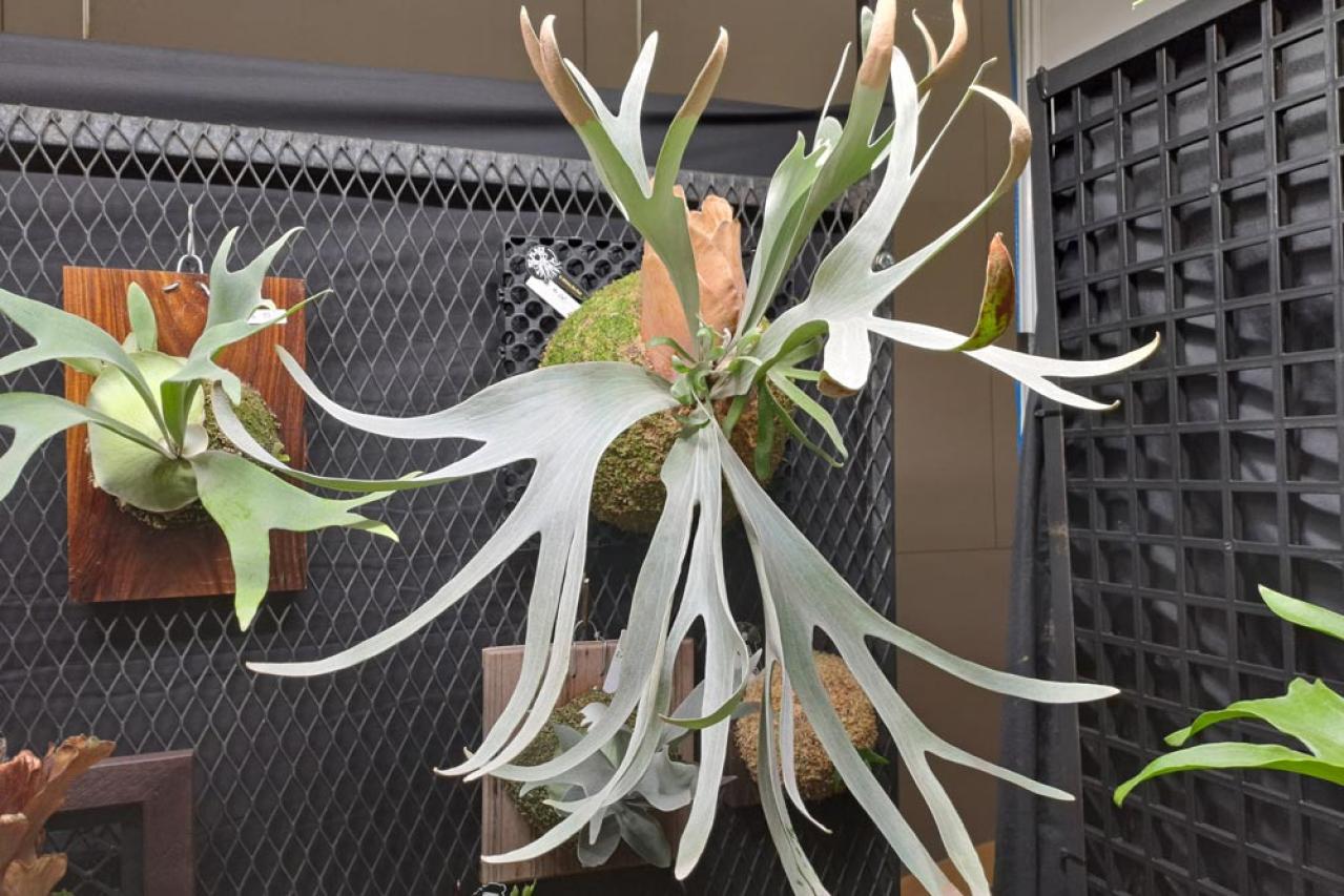 インテリアにも人気！美しいシダ植物［8選］と失敗しないケア方法【ガーデニング】（画像16）