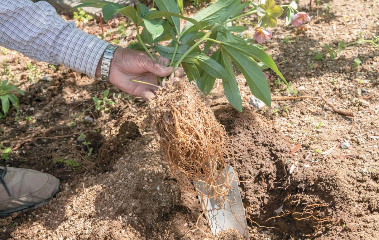 管理が楽！【クリスマスローズ】の開花株を地植えにするプロセスを大公開（画像11）