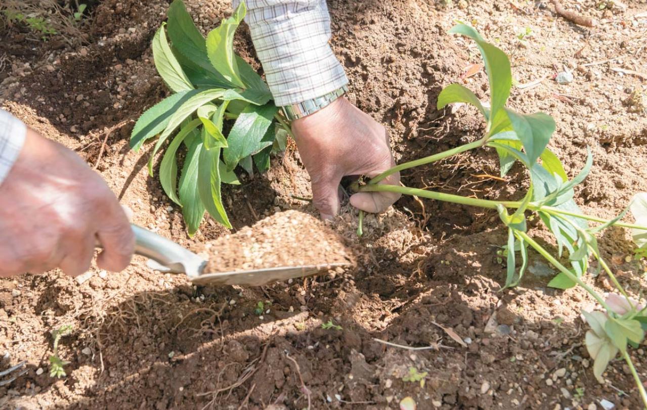 管理が楽！【クリスマスローズ】の開花株を地植えにするプロセスを大公開（画像14）