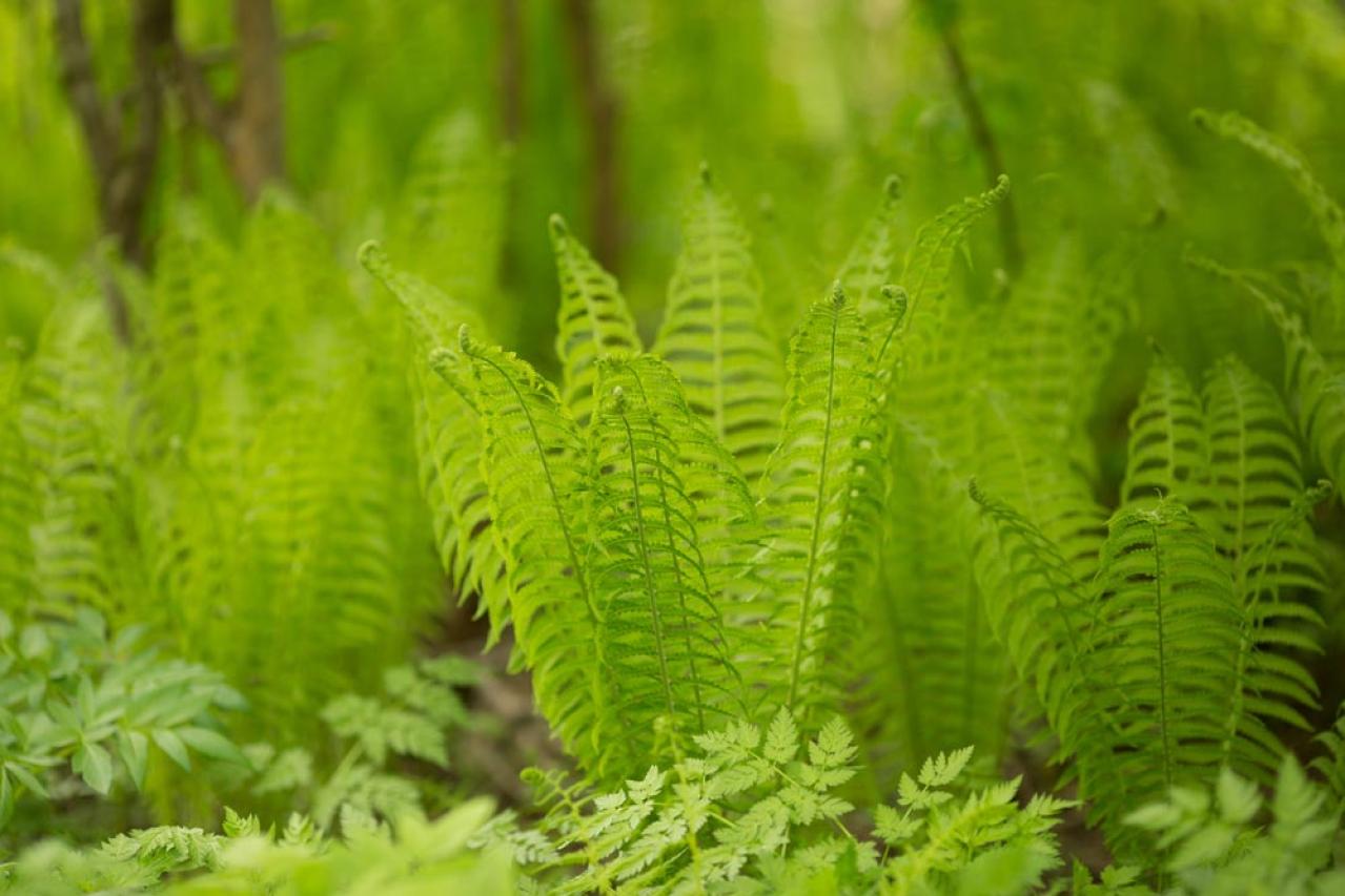 インテリアにも人気！美しいシダ植物［8選］と失敗しないケア方法【ガーデニング】（画像8）