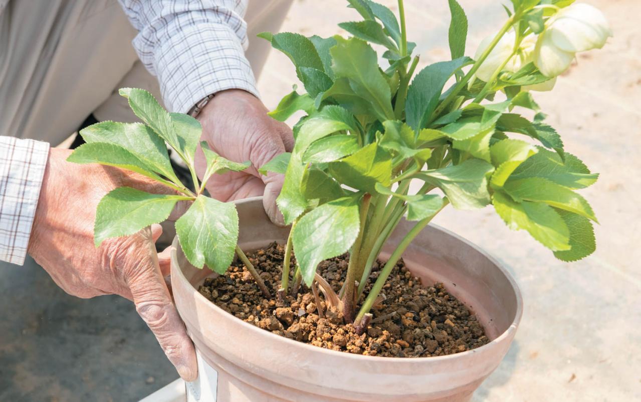 狭いスペースでもOK！ 鉢植えで育てる【クリスマスローズ】。開花株の植えつけ方は？（画像19）