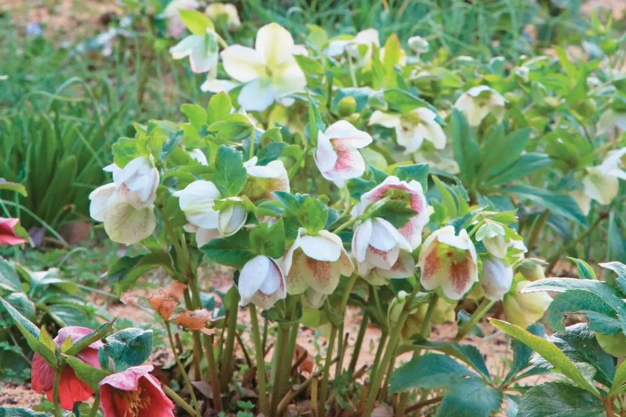 管理が楽！【クリスマスローズ】の開花株を地植えにするプロセスを大