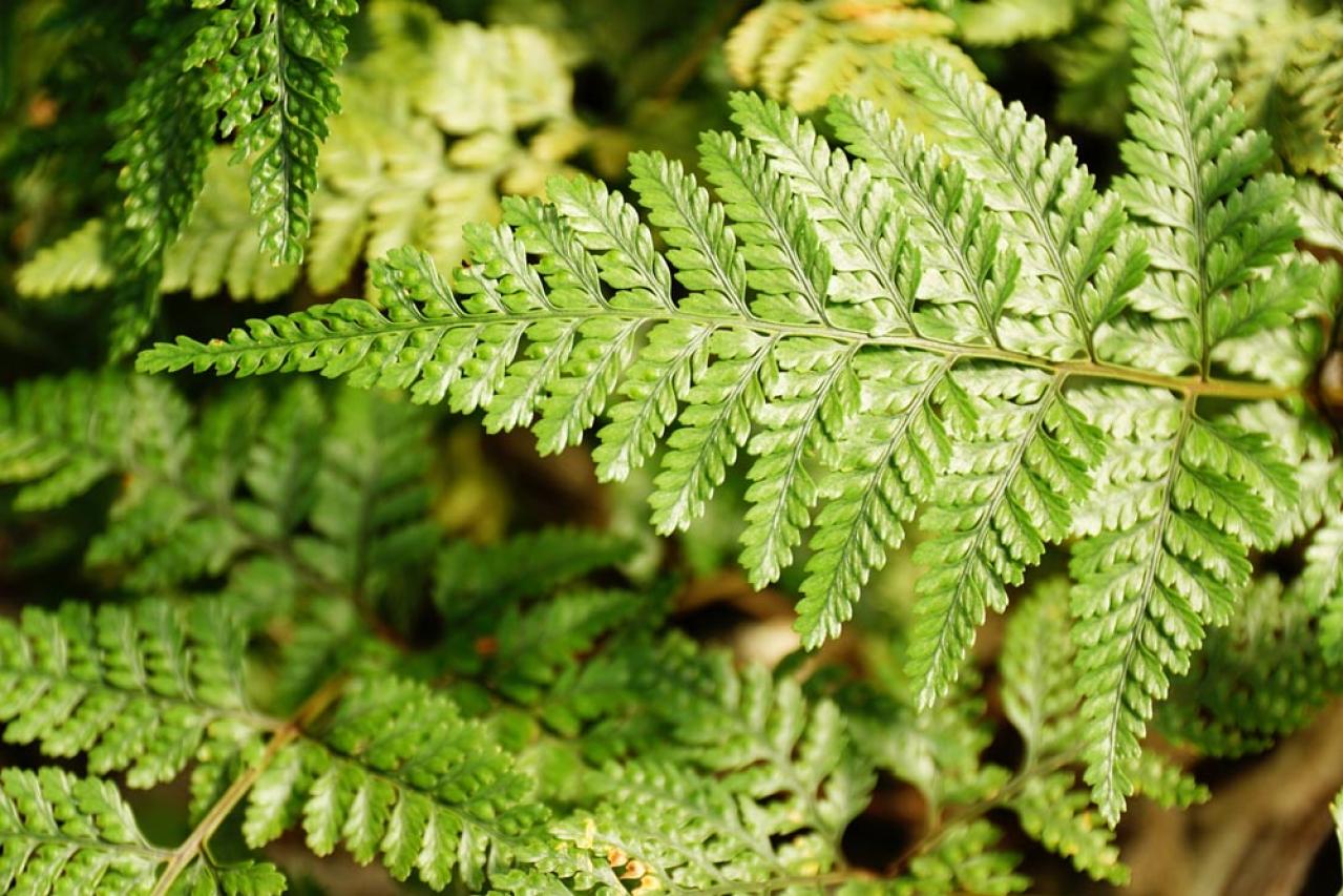 インテリアにも人気！美しいシダ植物［8選］と失敗しないケア方法【ガーデニング】（画像18）