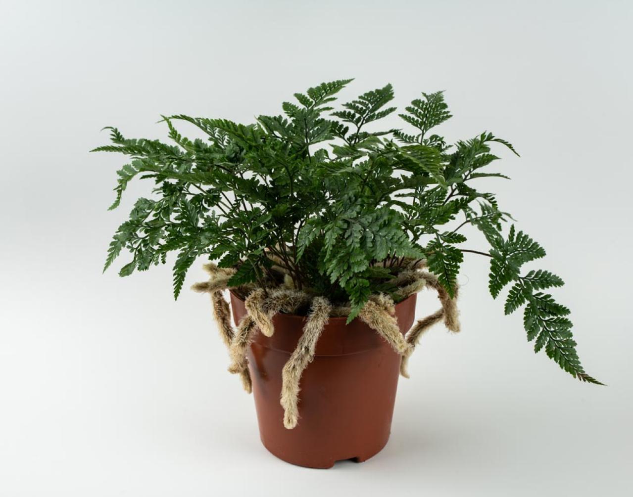 インテリアにも人気！美しいシダ植物［8選］と失敗しないケア方法【ガーデニング】（画像17）