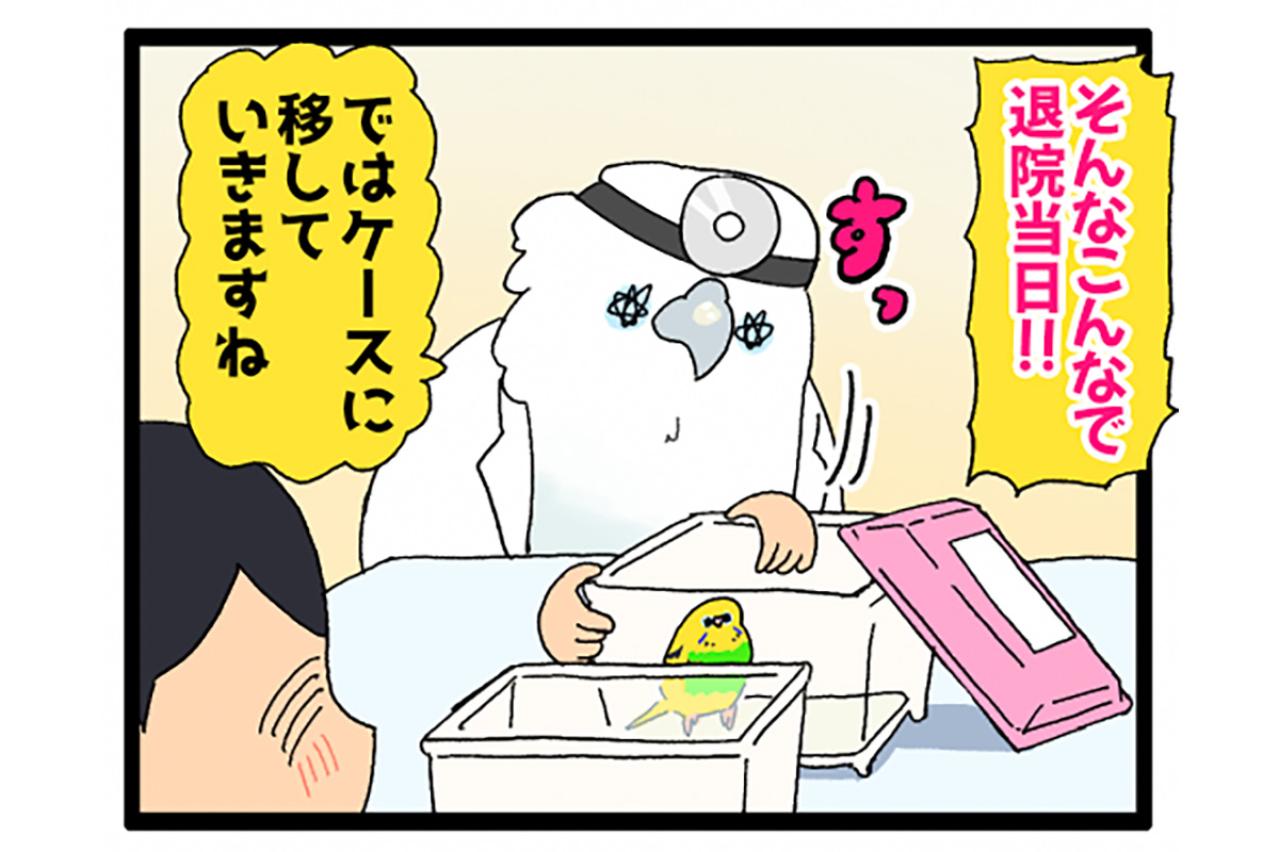 退院したセキセイインコ・カチョ。新たな声真似習得に飼い主も「ヒエッ」！【鳥マンガ #199】
