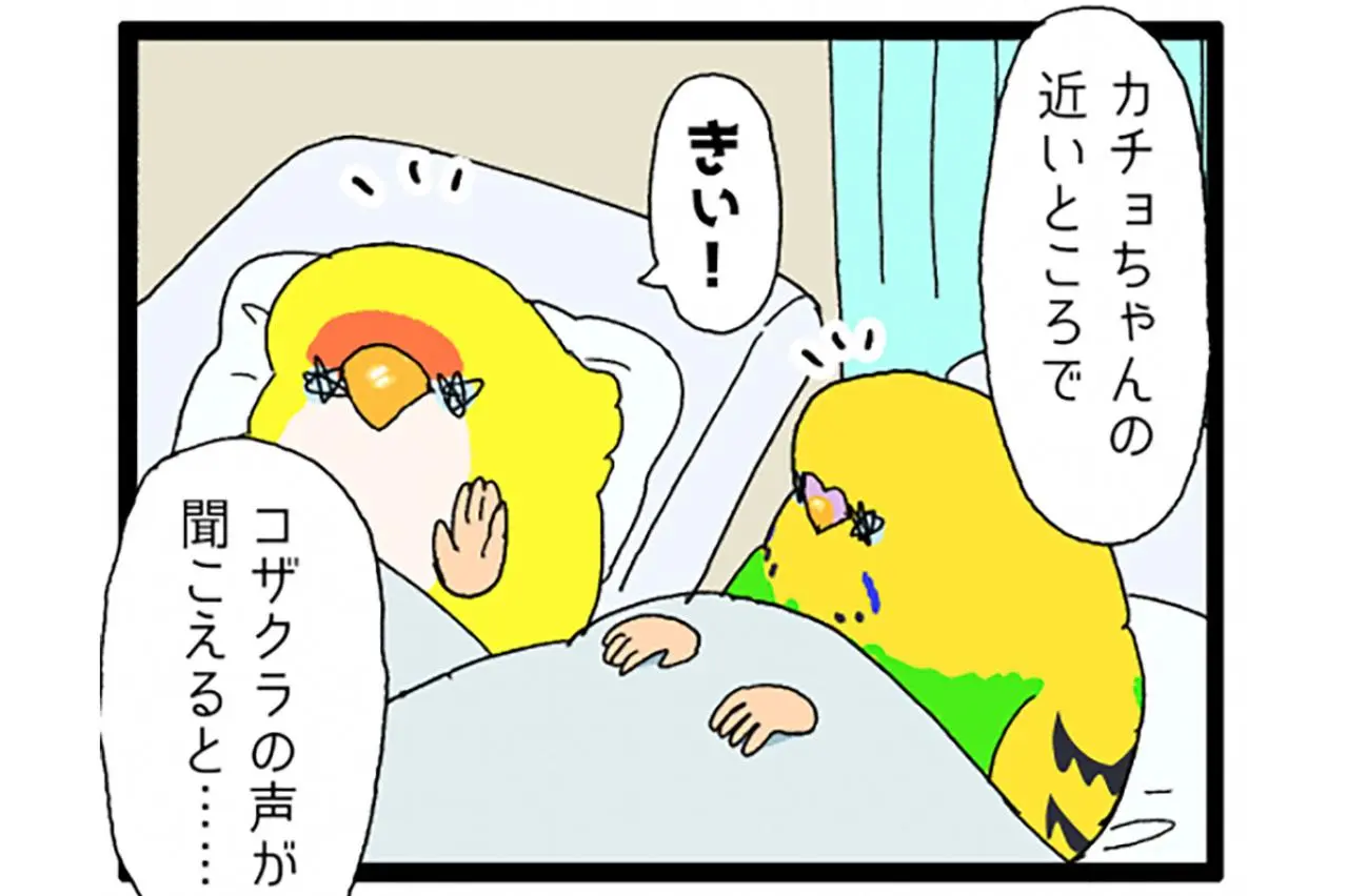 カチョ入院中から思い合う2羽！退院＆再会のゴルカチョに大感動【鳥