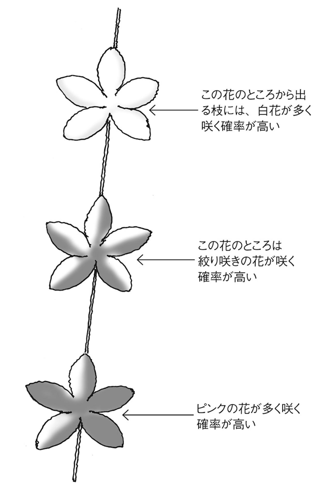 【ガーデニングQ＆A】源平咲きのハナモモ、白とピンクの花を同じくらい咲かせることはできる？（画像2）