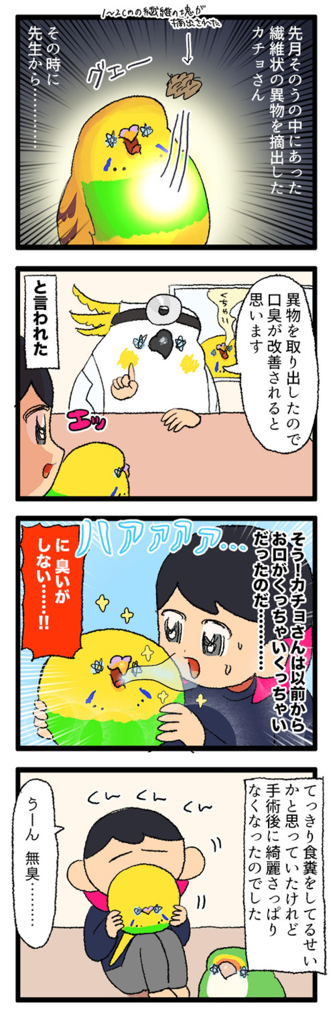 わざとでしょ…？仕事中の飼い主へのカチョの小さな復讐【鳥マンガ #203】（画像4）