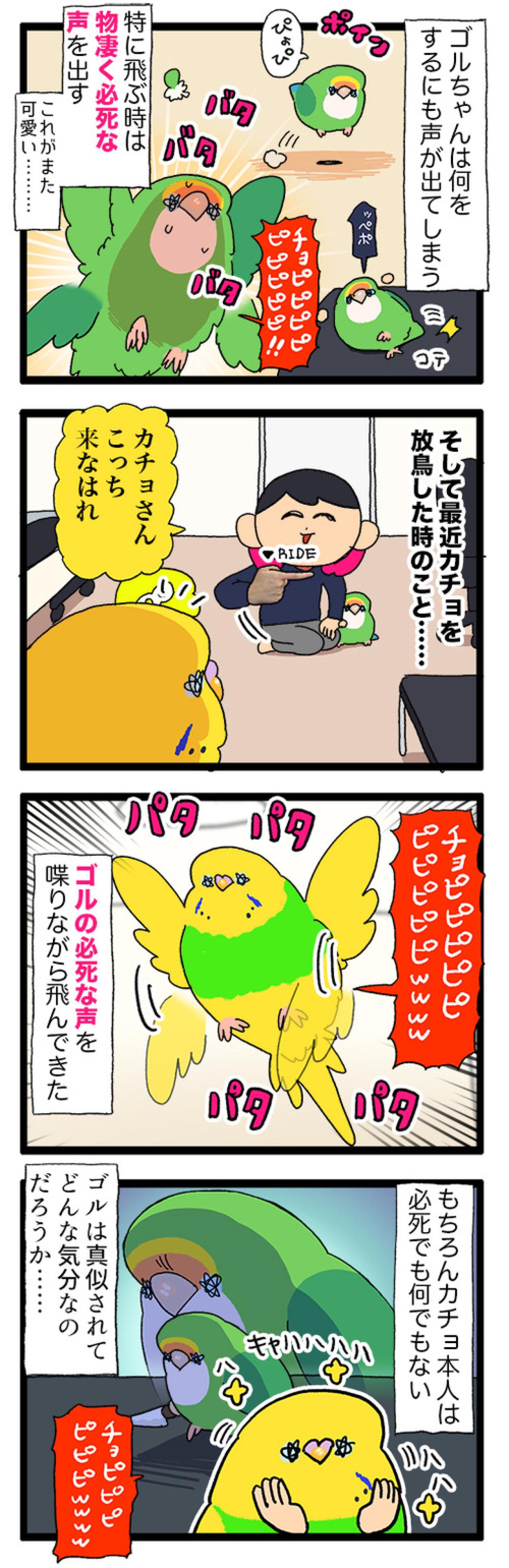 愛おしさ全開でしょ！ゴル＆カチョの必死な姿に笑いが隠せない【鳥マンガ #201】（画像4）