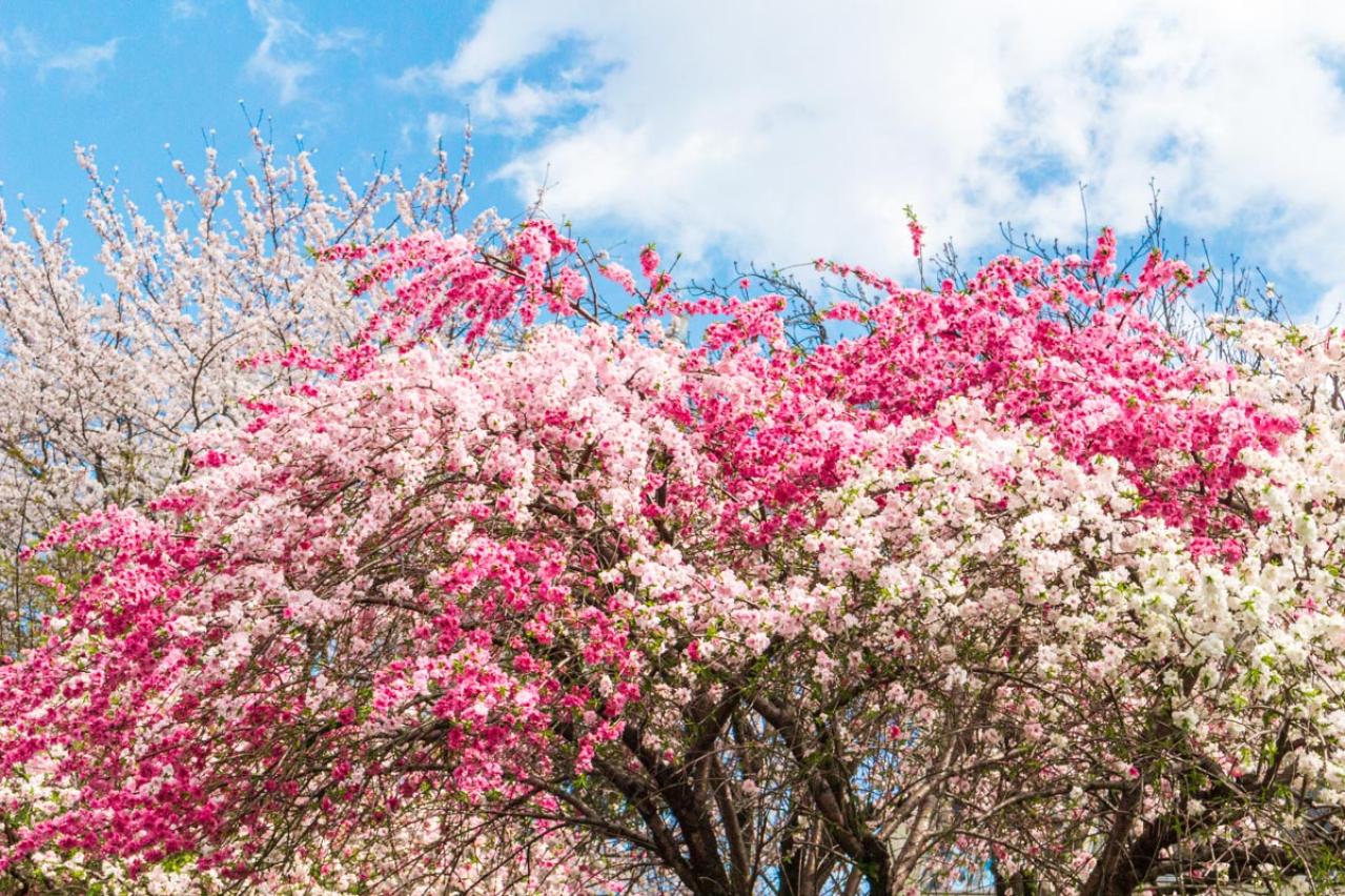 【ガーデニングQ＆A】源平咲きのハナモモ、白とピンクの花を同じくらい咲かせることはできる？（画像3）
