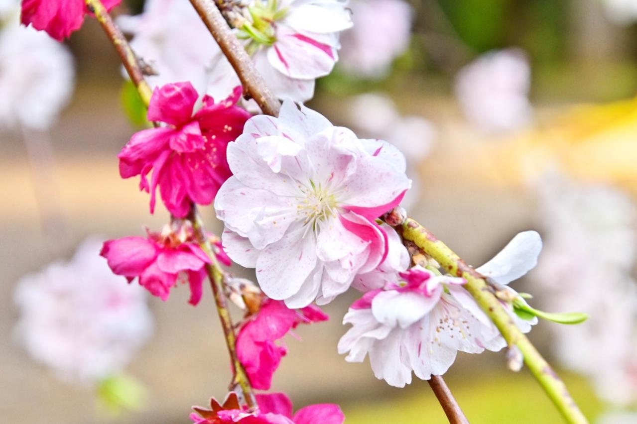 【ガーデニングQ＆A】源平咲きのハナモモ、白とピンクの花を同じくらい咲かせることはできる？