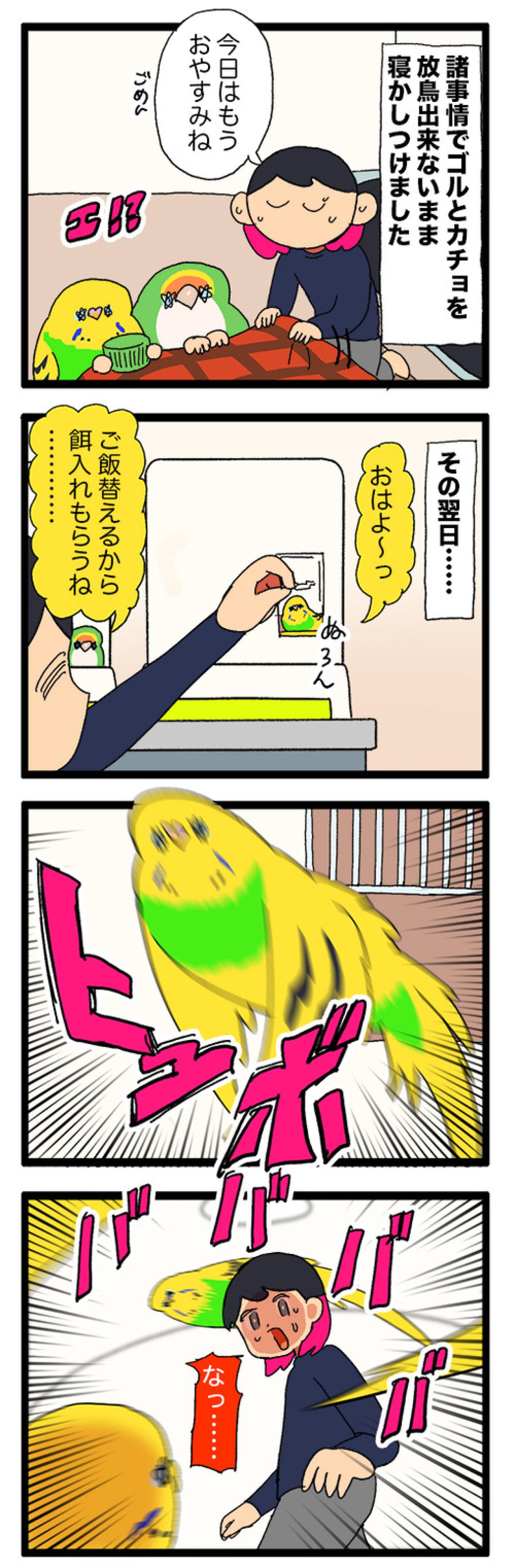 インコのカチョ元気いっぱい！放鳥できなかった翌朝のスピードが1.5倍速【鳥マンガ #202】（画像6）