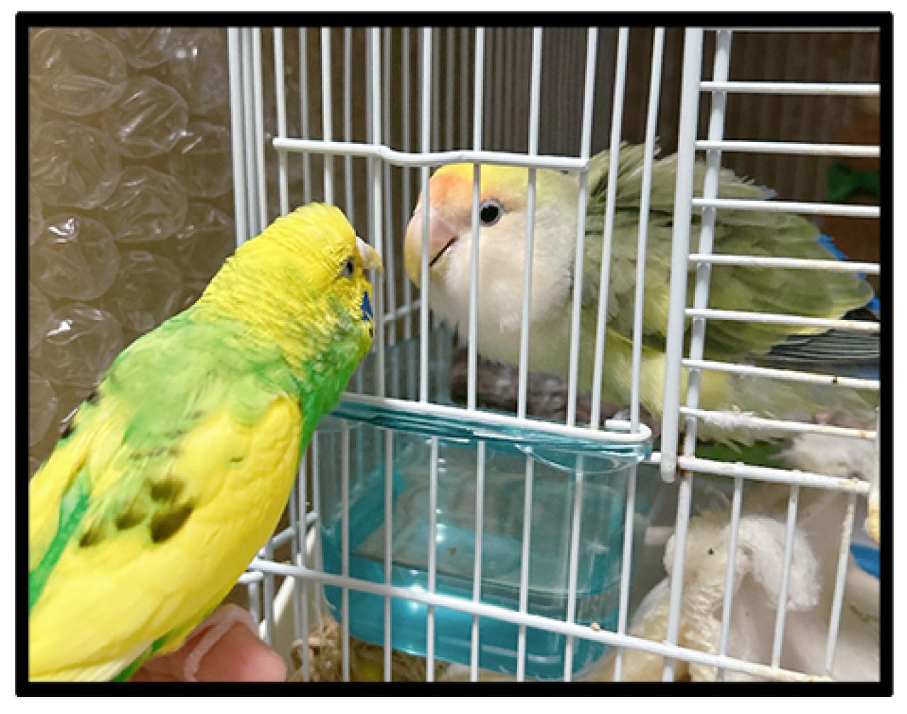 カチョ入院中から思い合う2羽！退院＆再会のゴルカチョに大感動【鳥マンガ #198】（画像9）