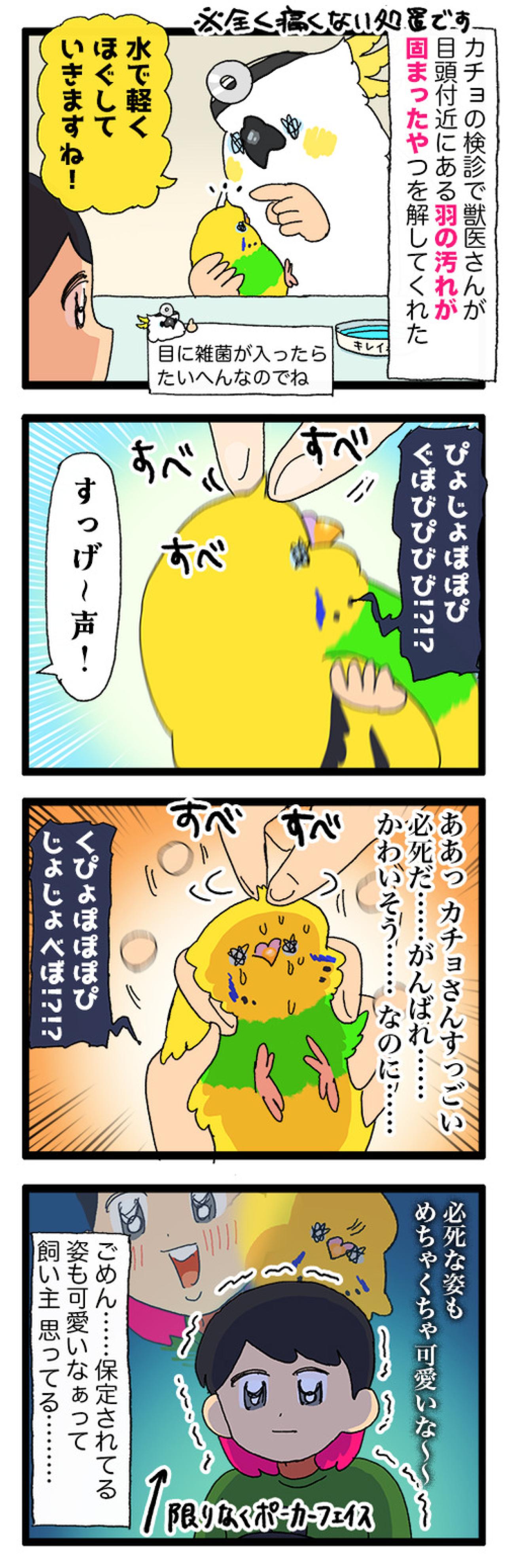 愛おしさ全開でしょ！ゴル＆カチョの必死な姿に笑いが隠せない【鳥マンガ #201】（画像5）