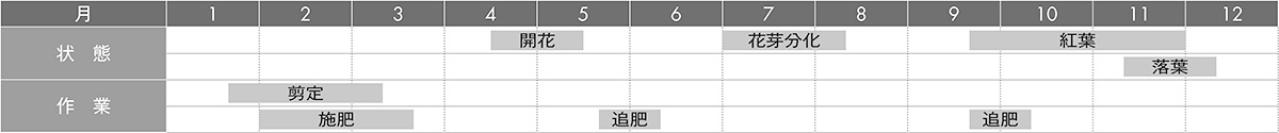 【ガーデニングQ＆A】剪定後に花が咲きづらくなったハナミズキ。再びきれいな花を咲かせることはできる？（画像4）