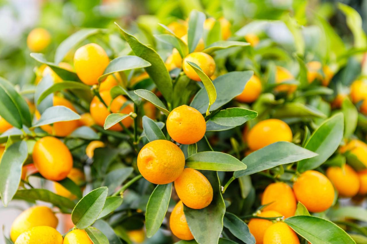 【ガーデニングQ＆A】地植えのキンカンに実をならせるにはどうすればいい？ 正しい剪定方法は？