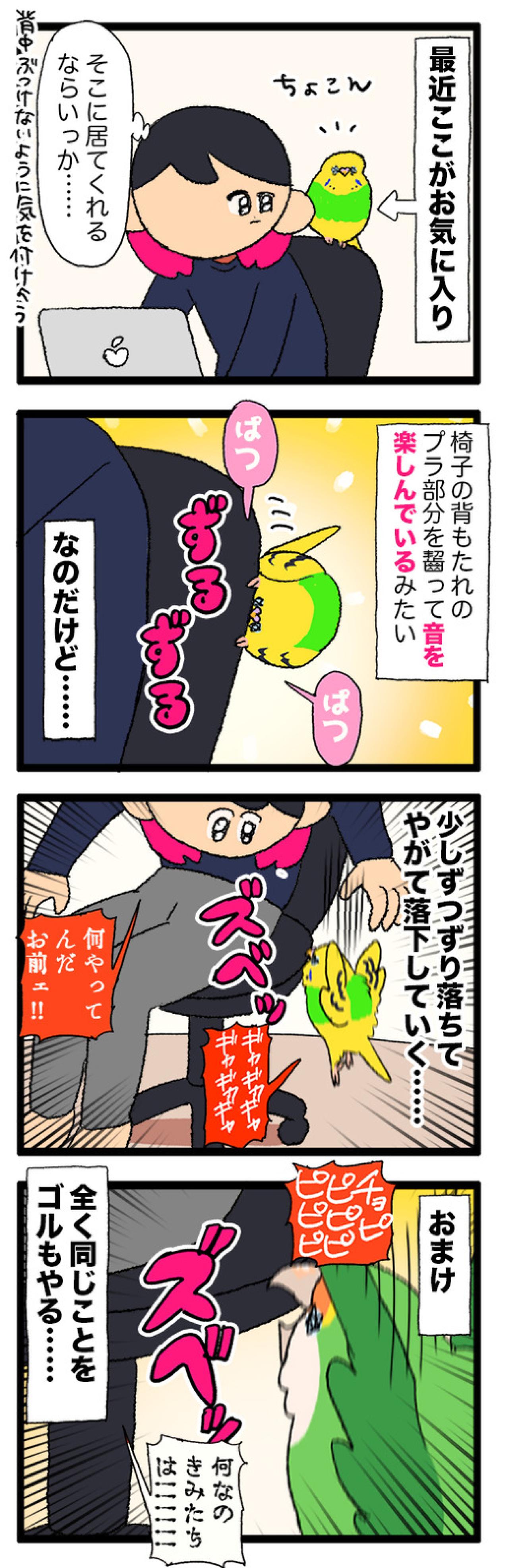 視界の外でもにぎやか♪えるぽぴ家のかわいいインコたち【鳥マンガ #204】（画像4）