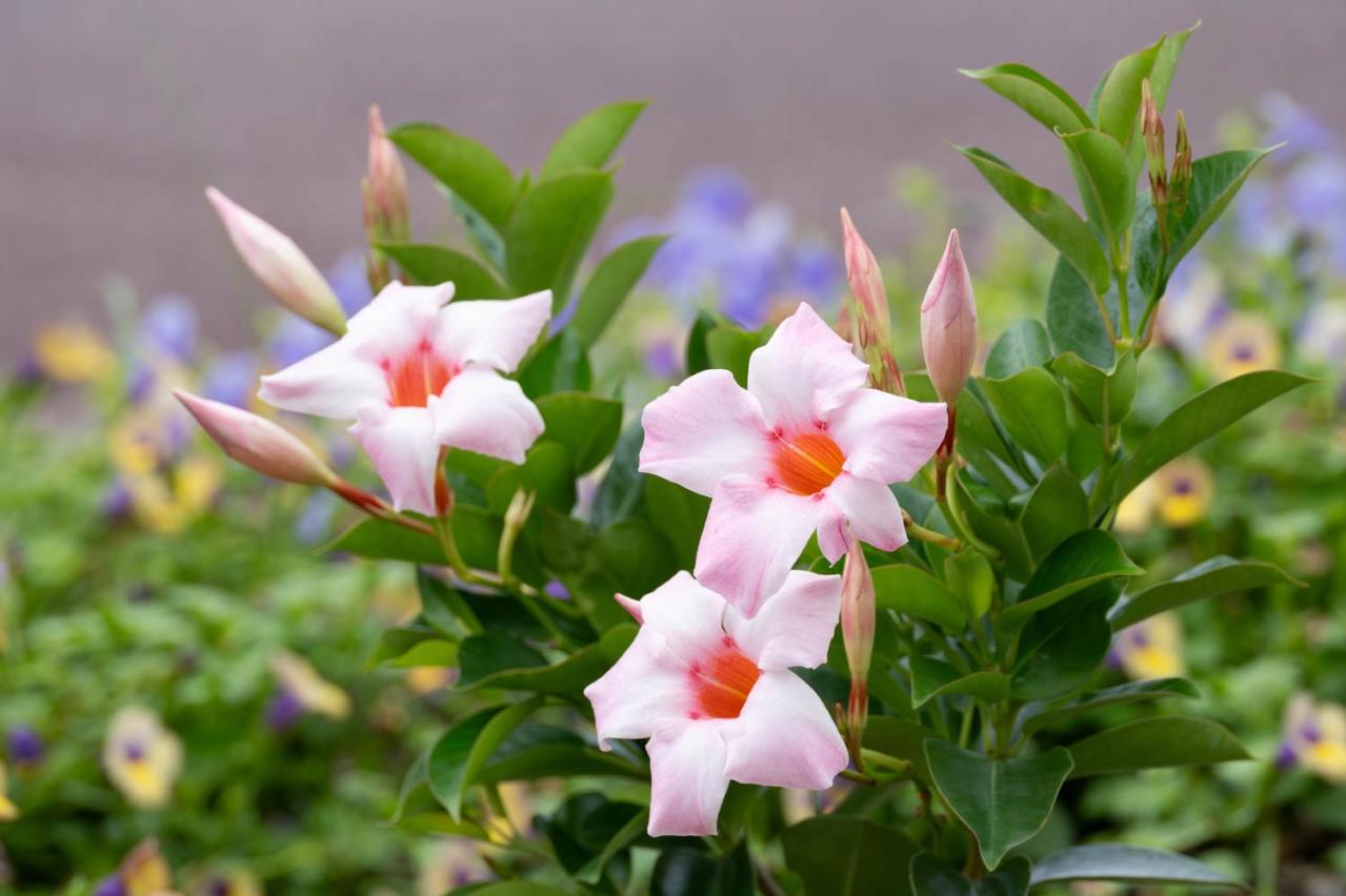 【ガーデニングQ＆A】サンパラソルの葉が黄色くなり、黒い斑点も…。元気を取り戻すにはどうすればいい？