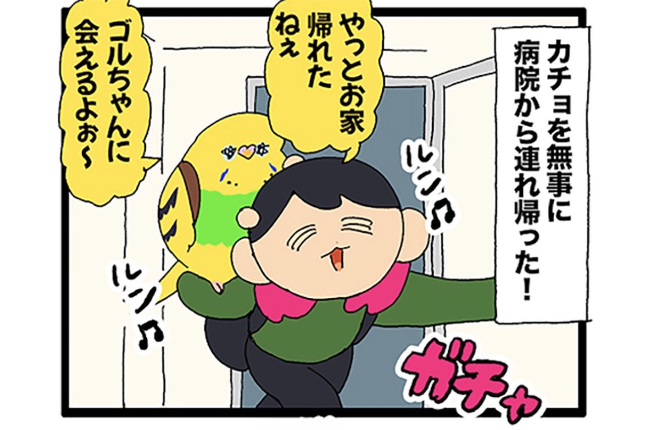 2羽の再会シーンに思わず涙。ゴル＆カチョの絆が尊すぎて…【鳥マンガ #200】