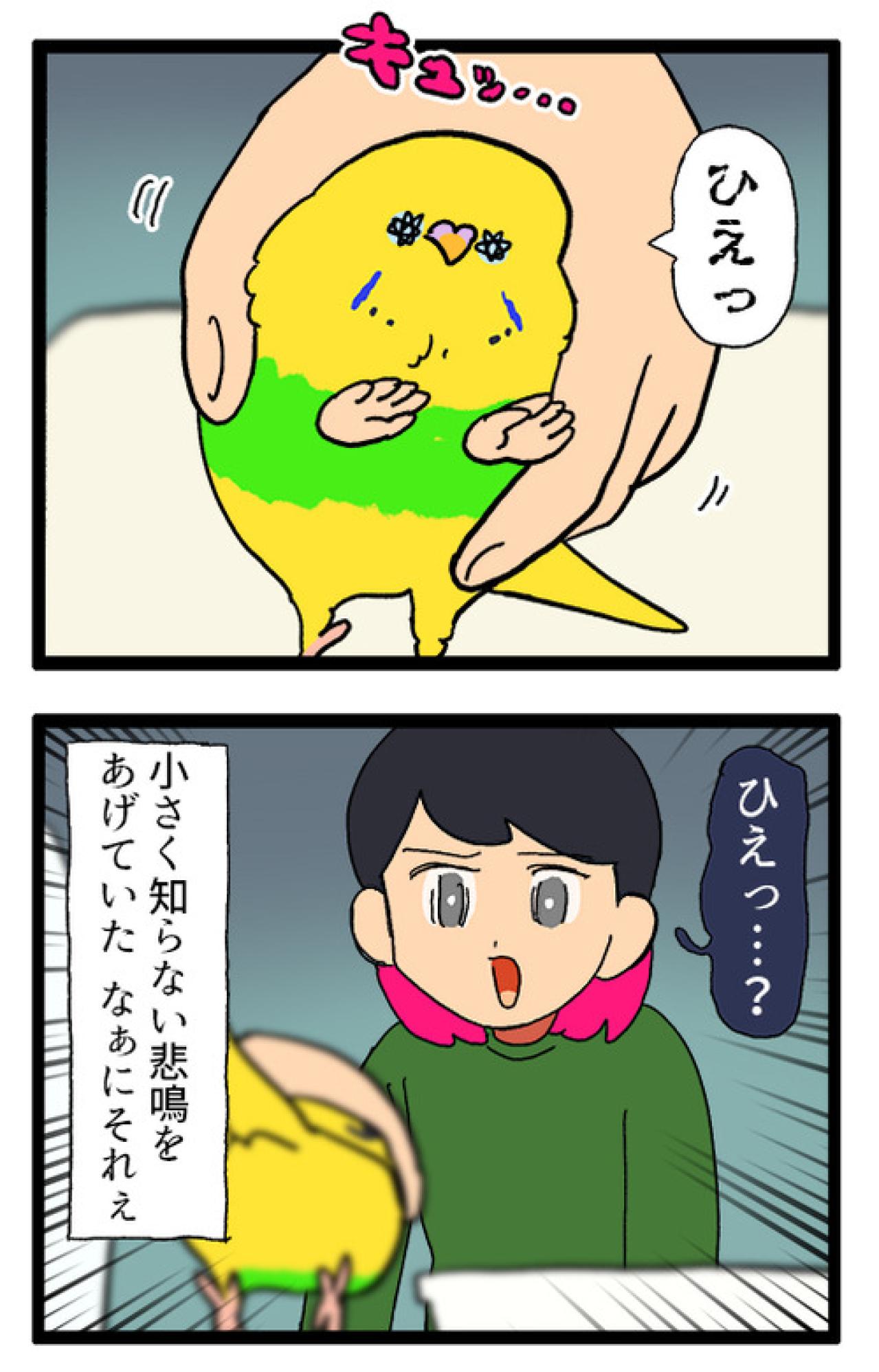 退院したセキセイインコ・カチョ。新たな声真似習得に飼い主も「ヒエッ」！【鳥マンガ #199】（画像5）