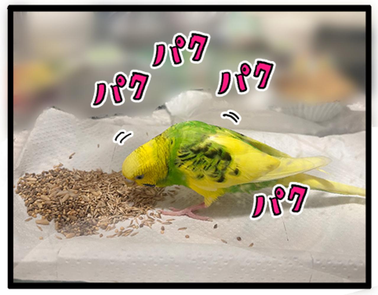 カチョ入院中から思い合う2羽！退院＆再会のゴルカチョに大感動【鳥マンガ #198】（画像7）