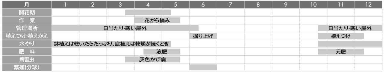 【ガーデニングQ＆A】チューリップの球根を植えてもいつも花が咲きません。失敗の理由は水はけ？植え方？（画像3）