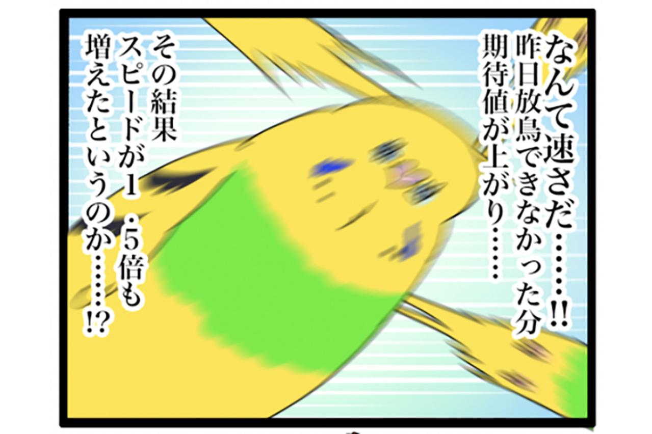 インコのカチョ元気いっぱい！放鳥できなかった翌朝のスピードが1.5倍速【鳥マンガ #202】
