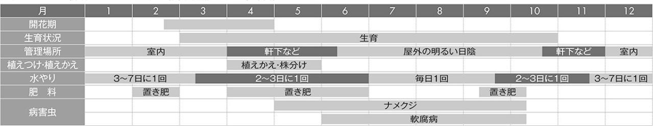 【ガーデニングQ＆A】冬の間に増えて大きくなったクンシラン。コンパクトに育てる方法は？（画像3）