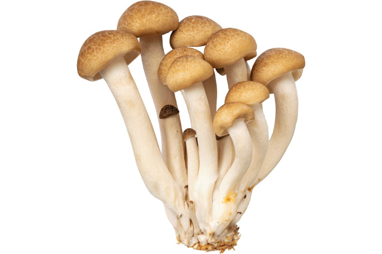 簡単スタート！わんこのための薬膳基礎知識：おすすめ食材と避けたいNG食材リスト（画像5）