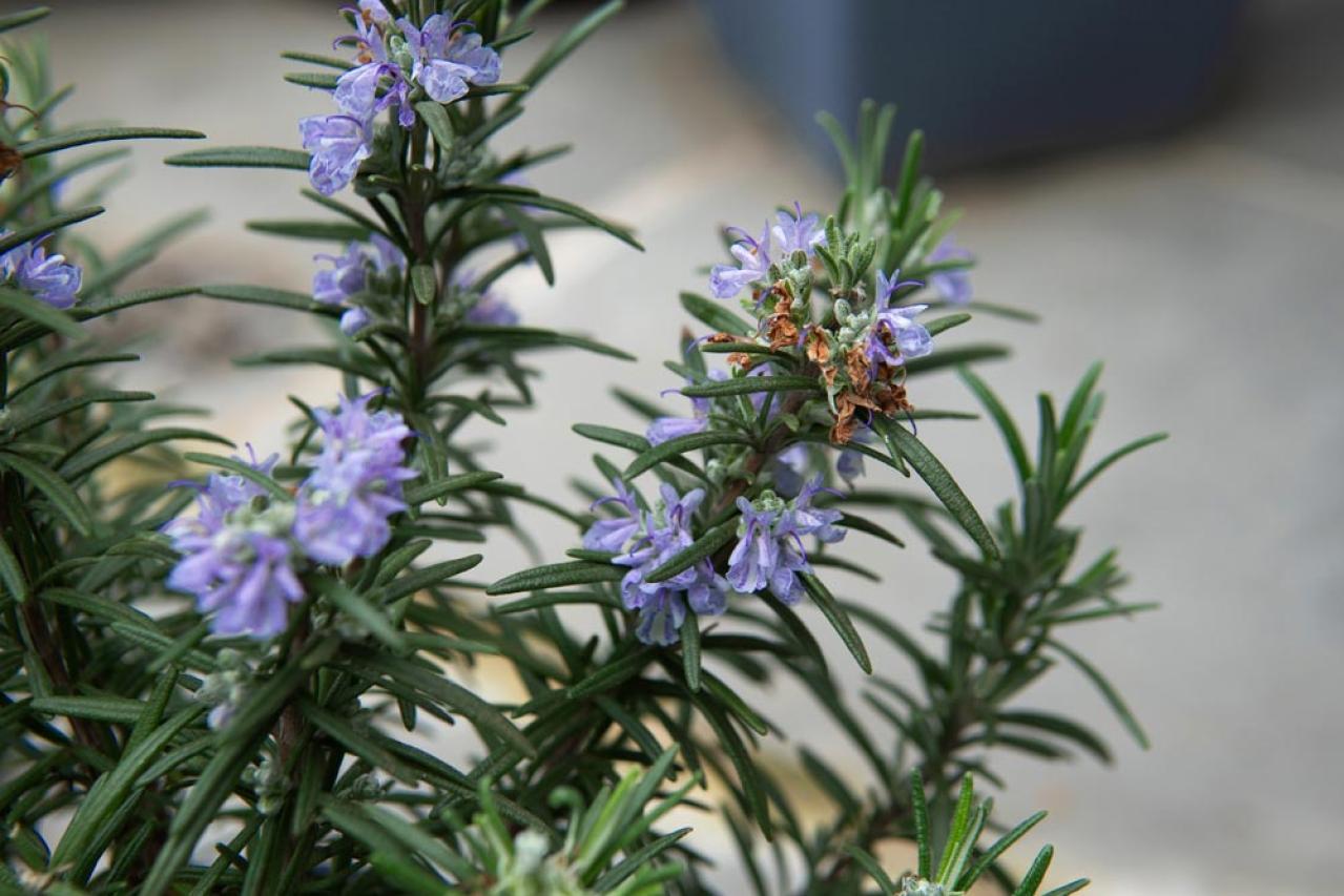 寒さに強い「青い花」10選で、冬のガーデニングをもっと楽しむ。初心者向け・植えっぱなしも！（画像4）