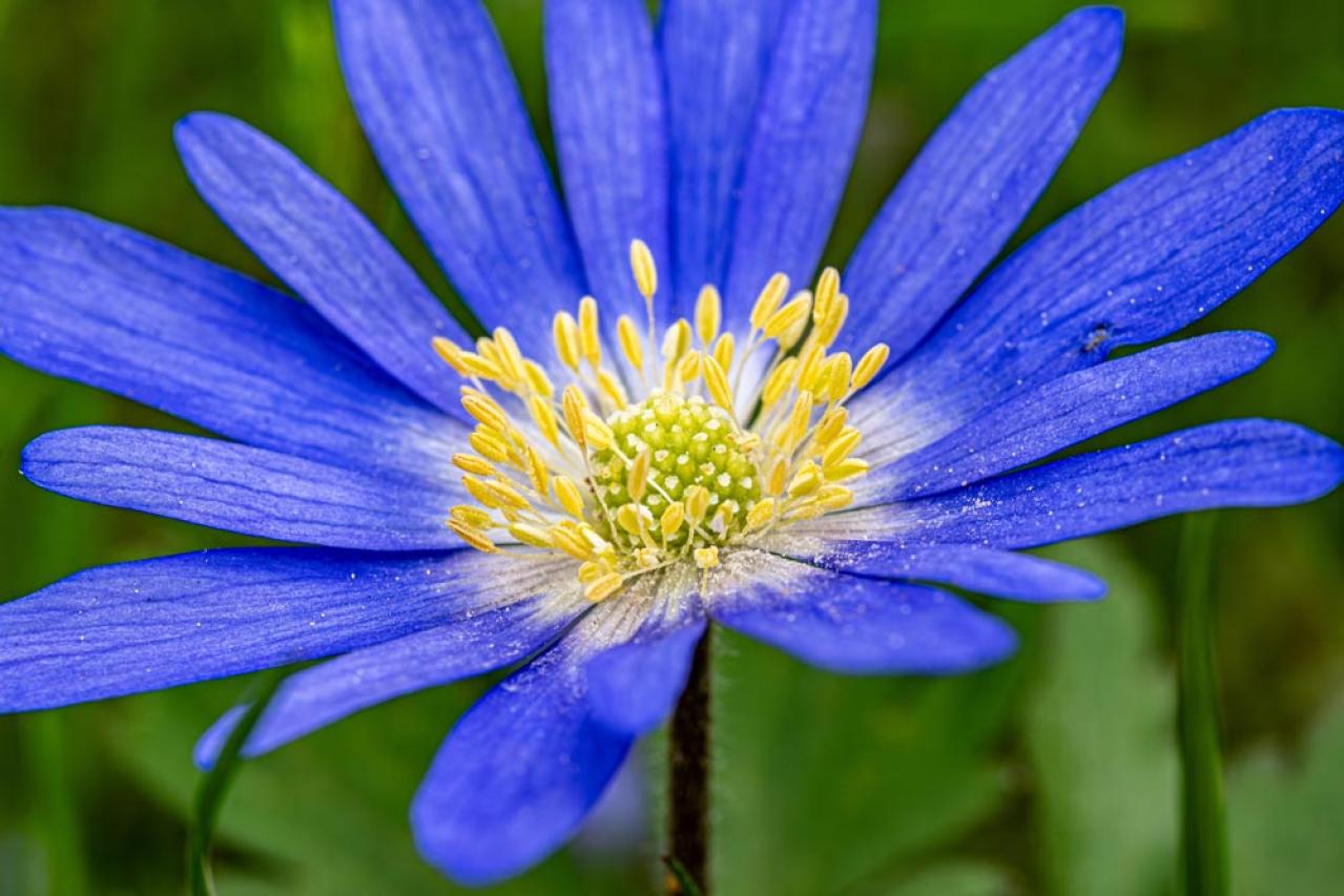 寒さに強い「青い花」10選で、冬のガーデニングをもっと楽しむ。初心者向け・植えっぱなしも！（画像18）