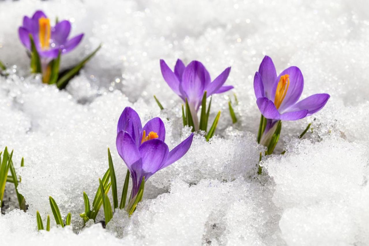 寒さに強い「青い花」10選で、冬のガーデニングをもっと楽しむ。初心者向け・植えっぱなしも！（画像16）