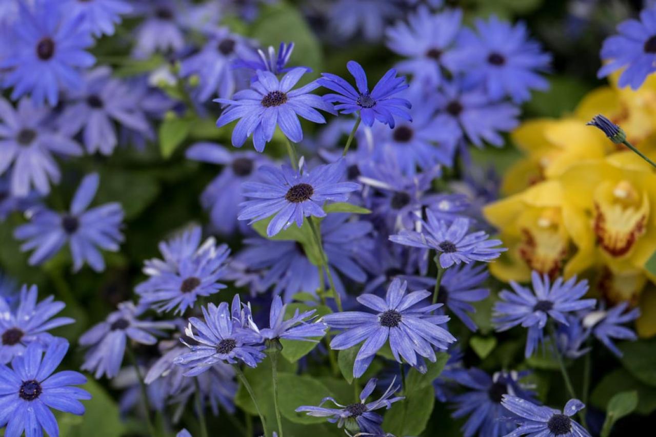 寒さに強い「青い花」10選で、冬のガーデニングをもっと楽しむ。初心者向け・植えっぱなしも！（画像11）