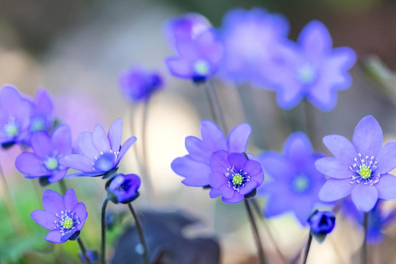 寒さに強い「青い花」10選で、冬のガーデニングをもっと楽しむ。初心者向け・植えっぱなしも！